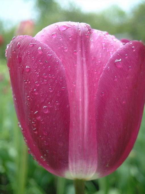 English Florists' Tulip Lunae breeder