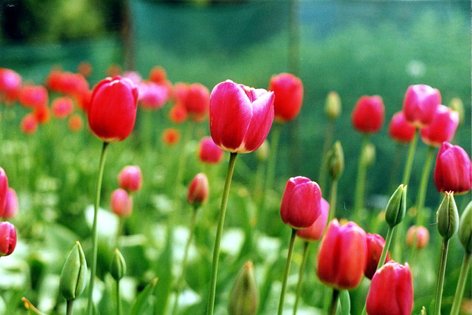 Tulip Society Website