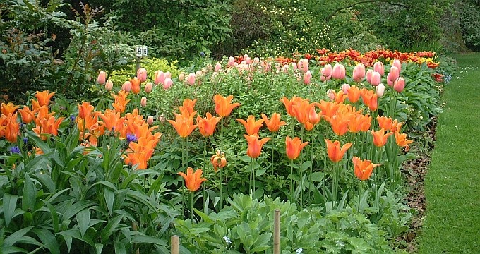 Tulips at Constable Burton