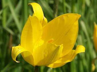 Species tulip T. sylvestris